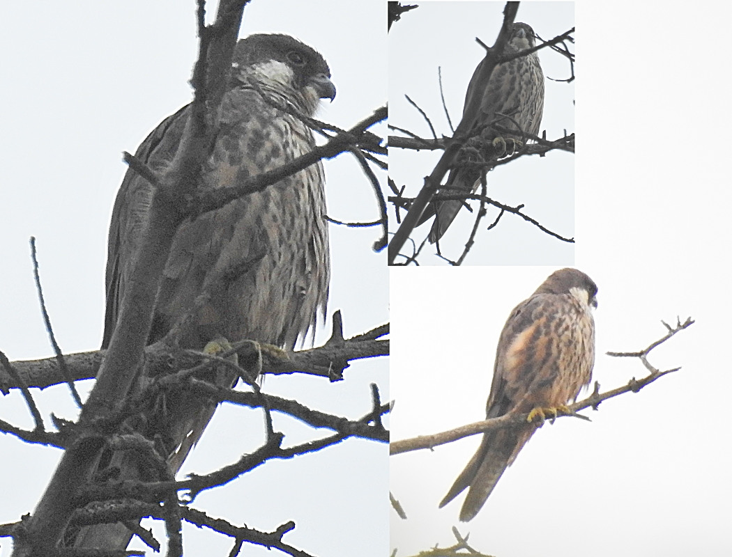 Eleonora`s Falcon