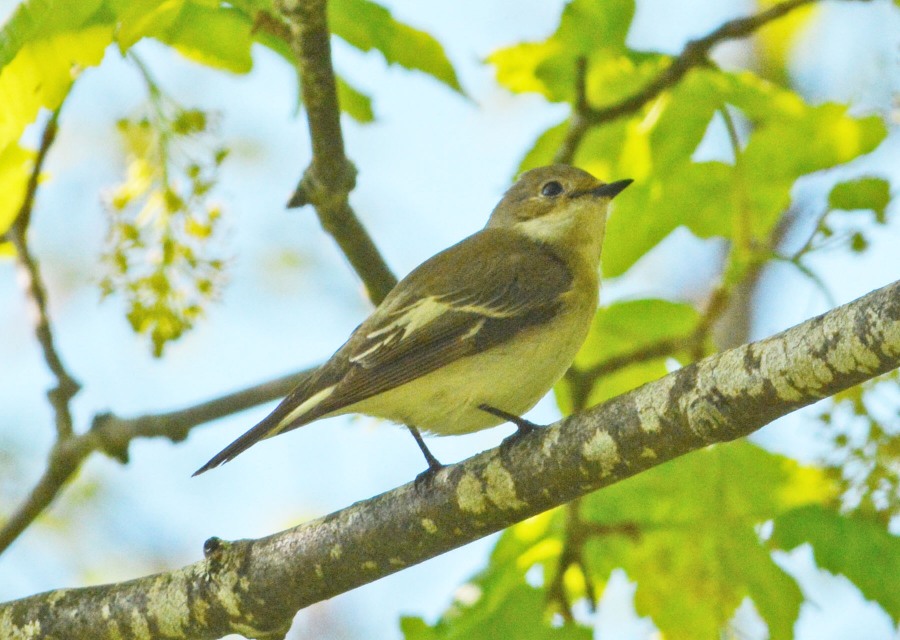 European Pied Flycatcher