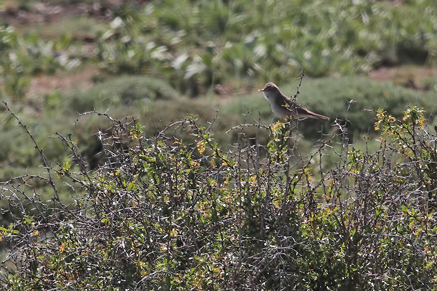 Upcher`s Warbler