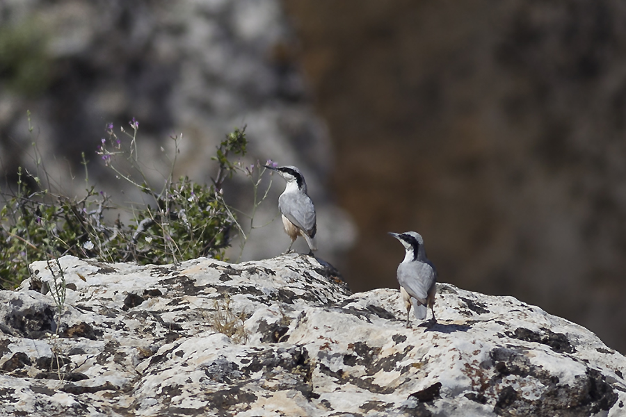Eastern Rock Nuthatch
