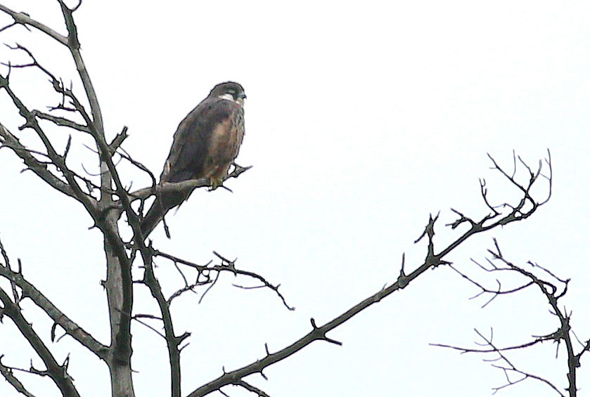 Eleonora`s Falcon
