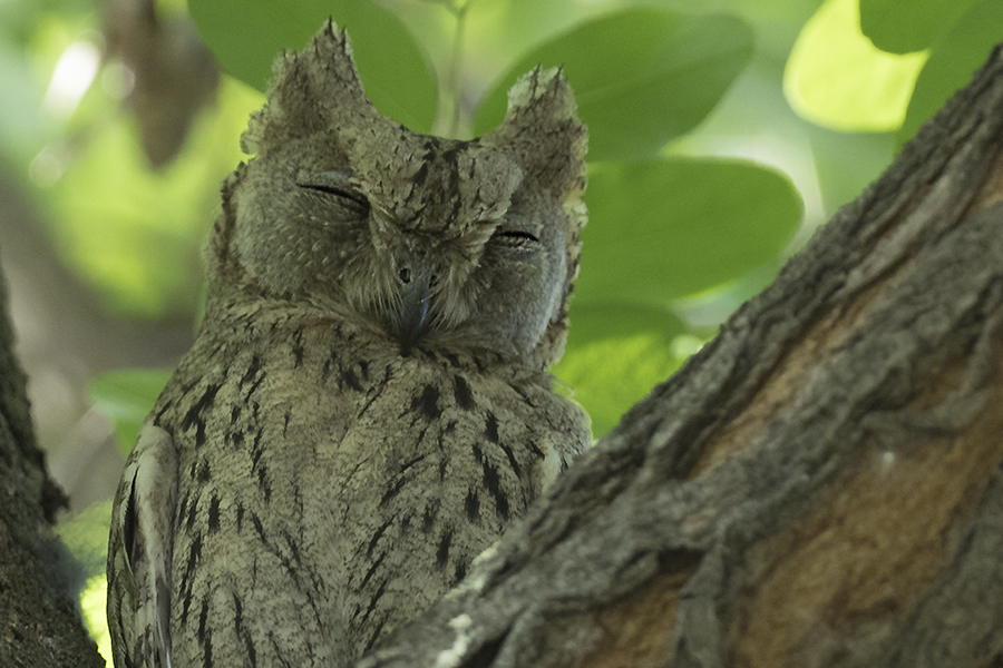 Pallid Scops Owl