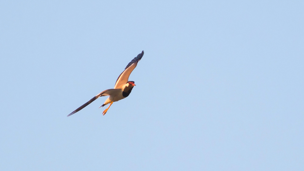 Red-wattled Lapwing