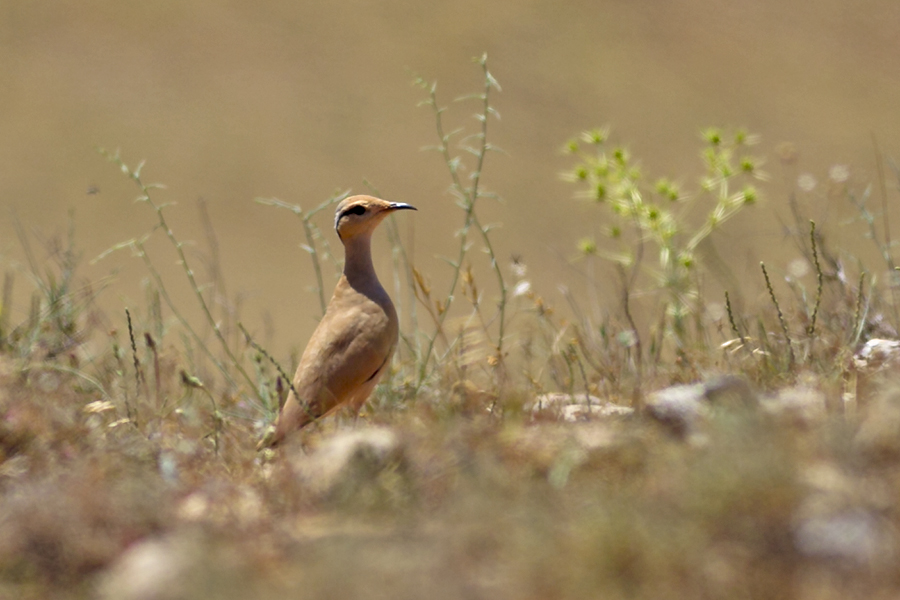 Cream-colored Courser