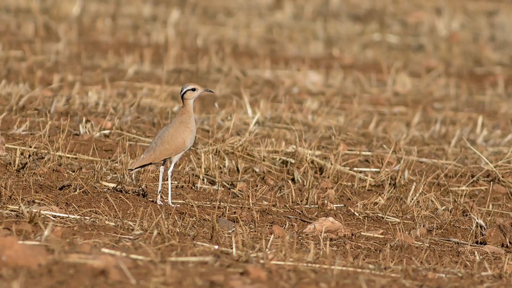 Cream-colored Courser