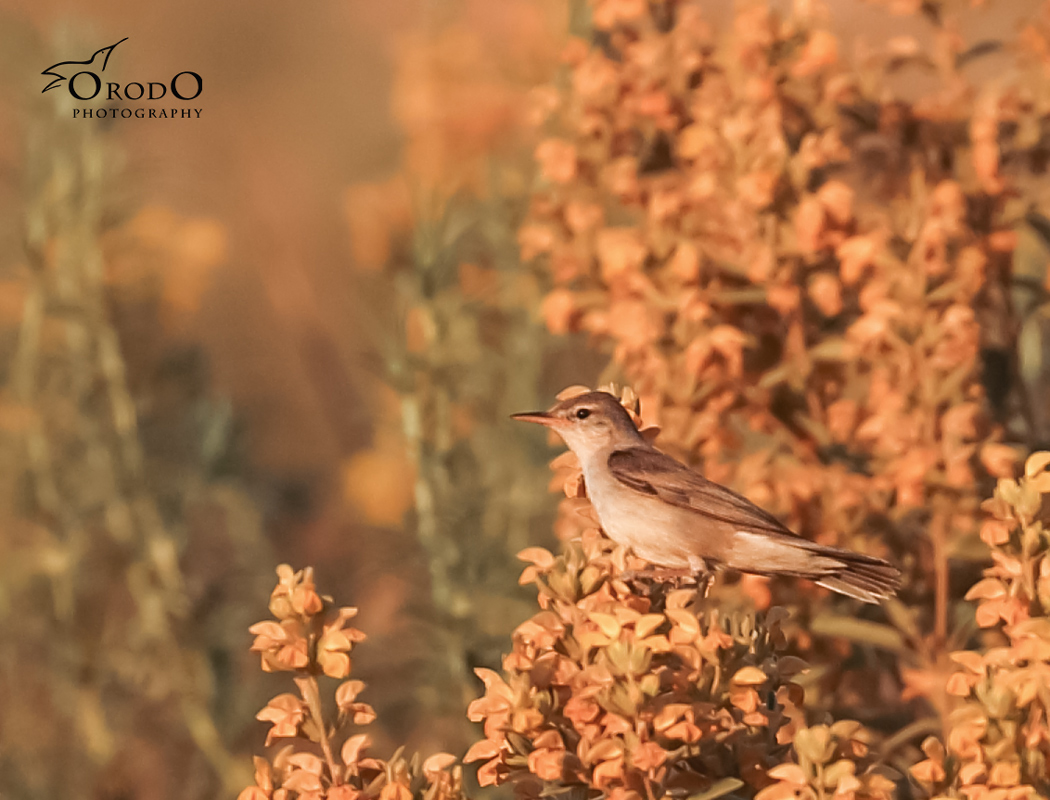 Upcher`s Warbler