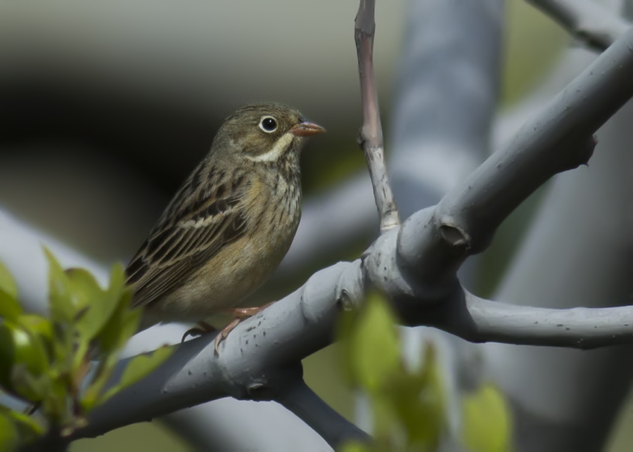 Ortolan Bunting
