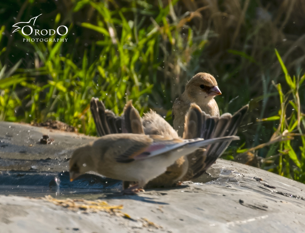 Desert Finch