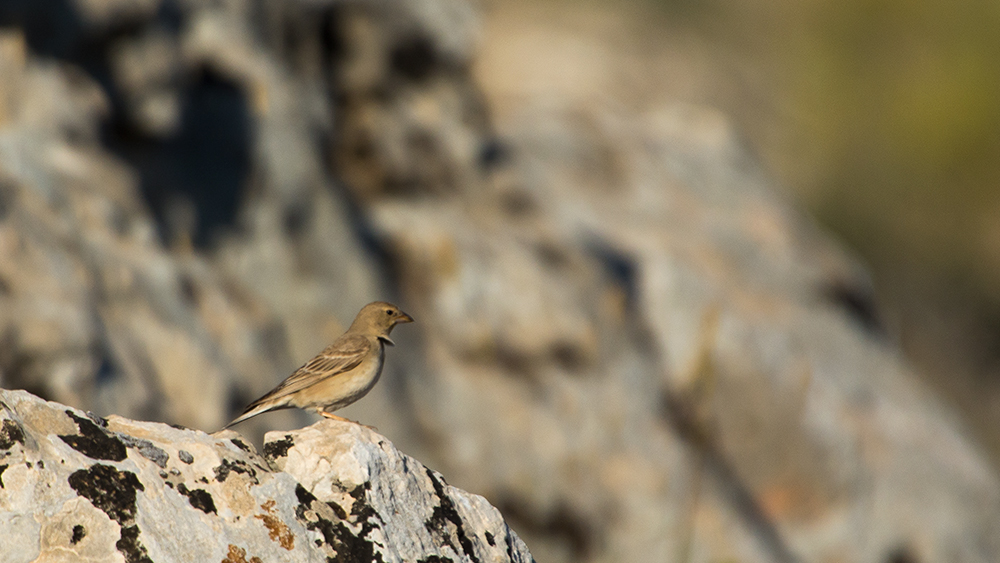 Pale Rockfinch