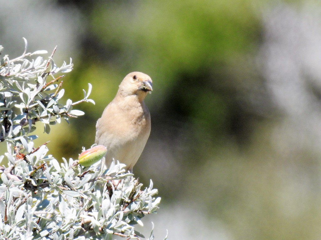 Desert Finch