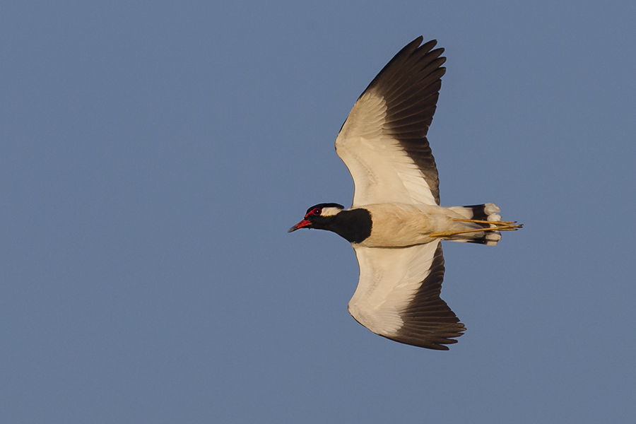 Red-wattled Lapwing