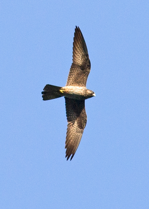 Eleonora`s Falcon