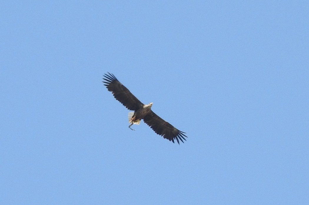 Akkuyruklu Kartal