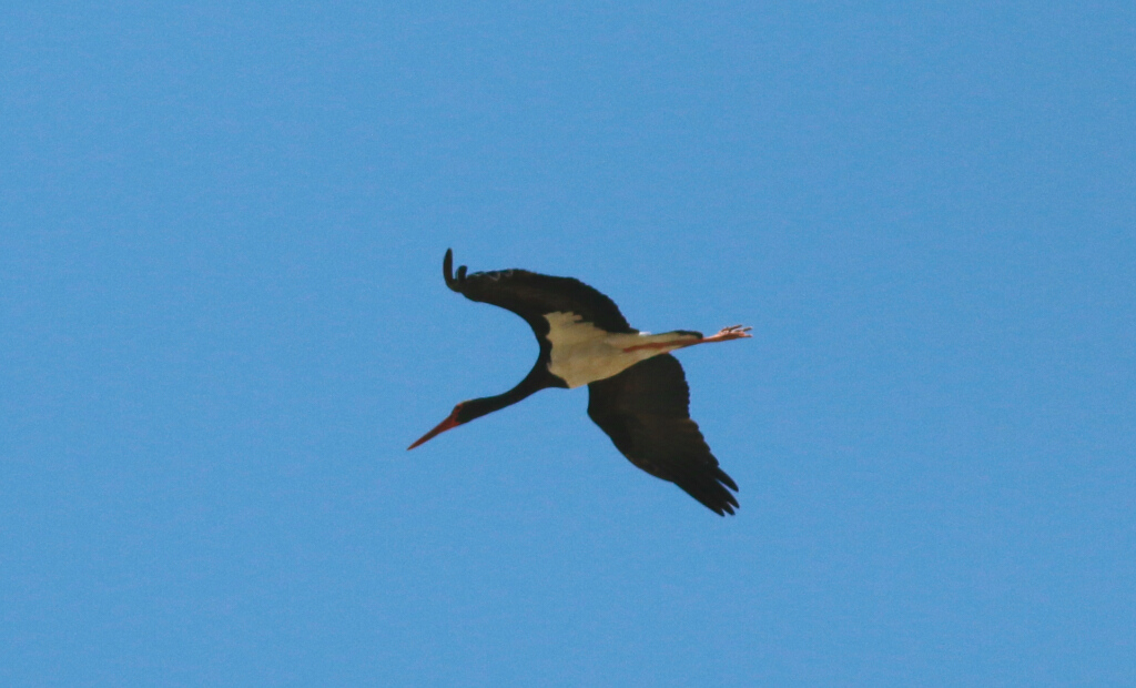 Kara Leylek