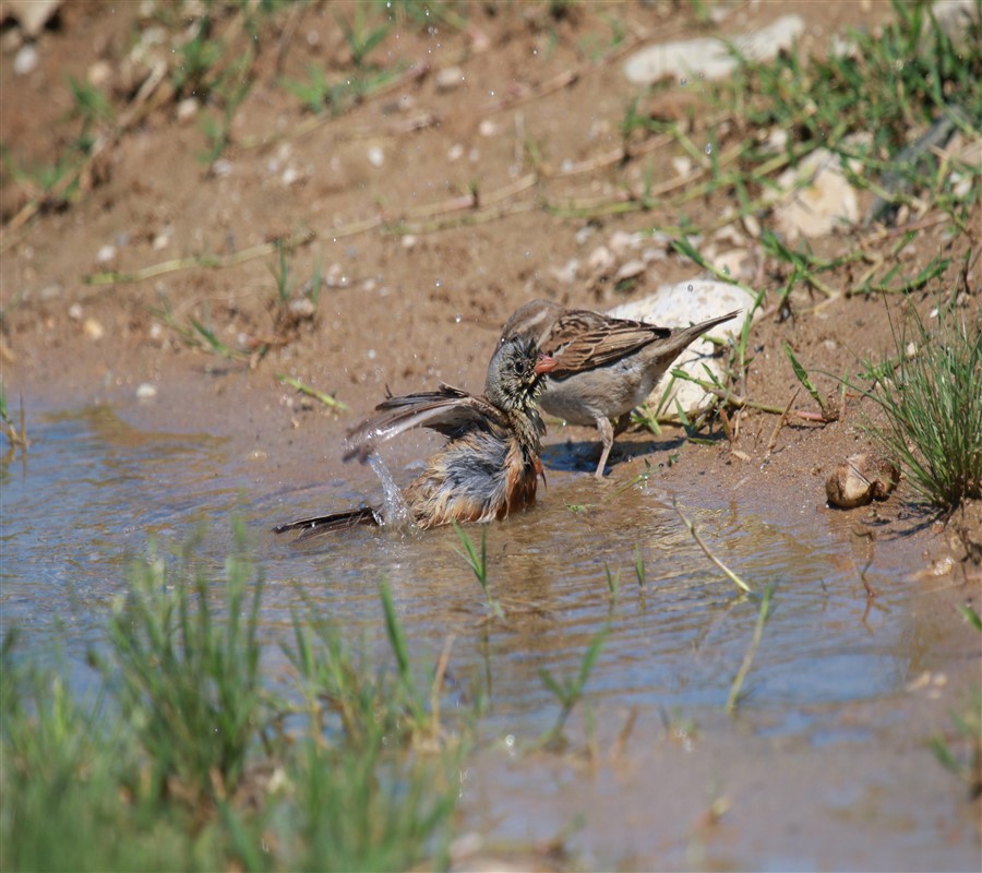 Ortolan Bunting