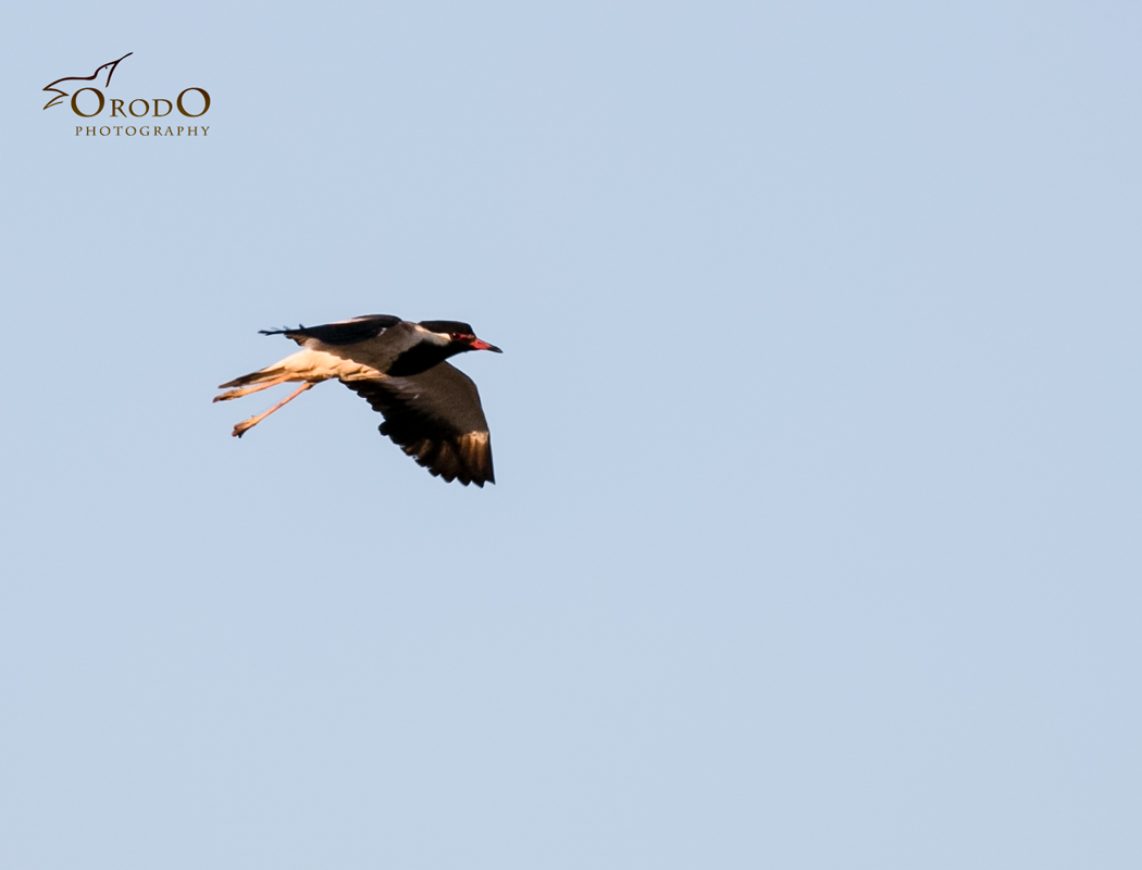 Red-wattled Lapwing