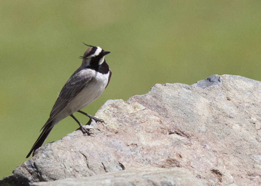 Horned Lark