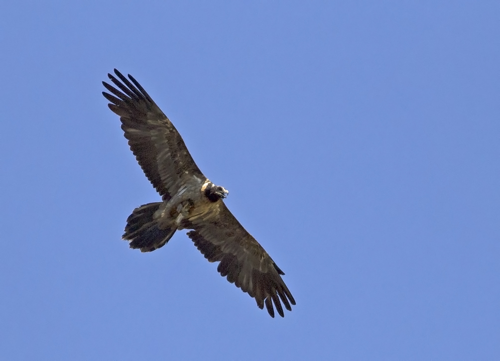 Bearded Vulture