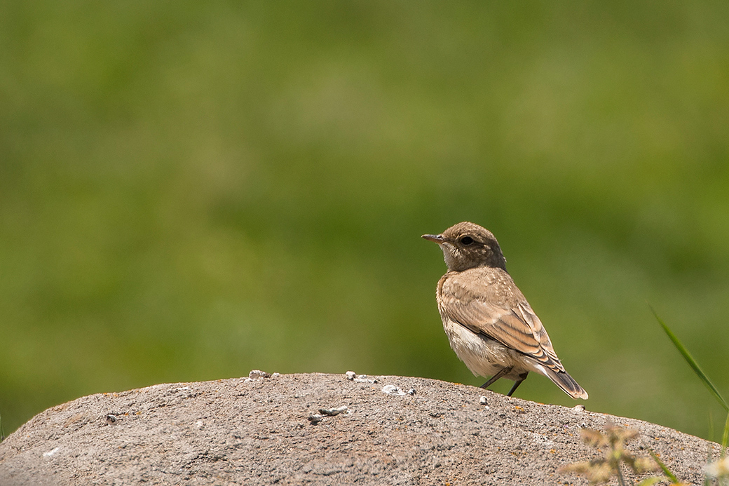 Isabelline Wheatear