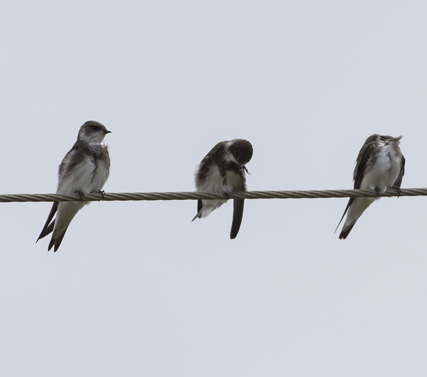 Sand Martin