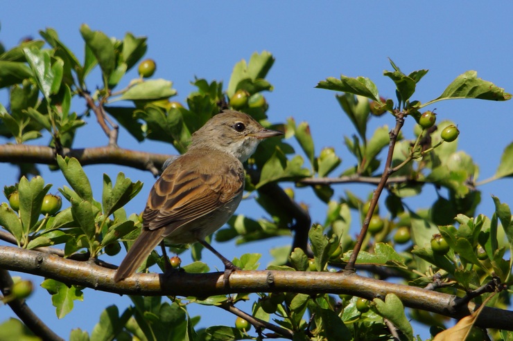 Common Whitethroat