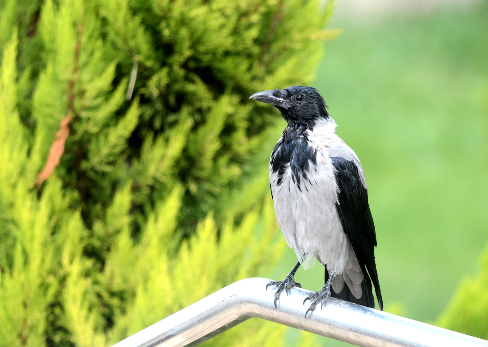 Hooded Crow