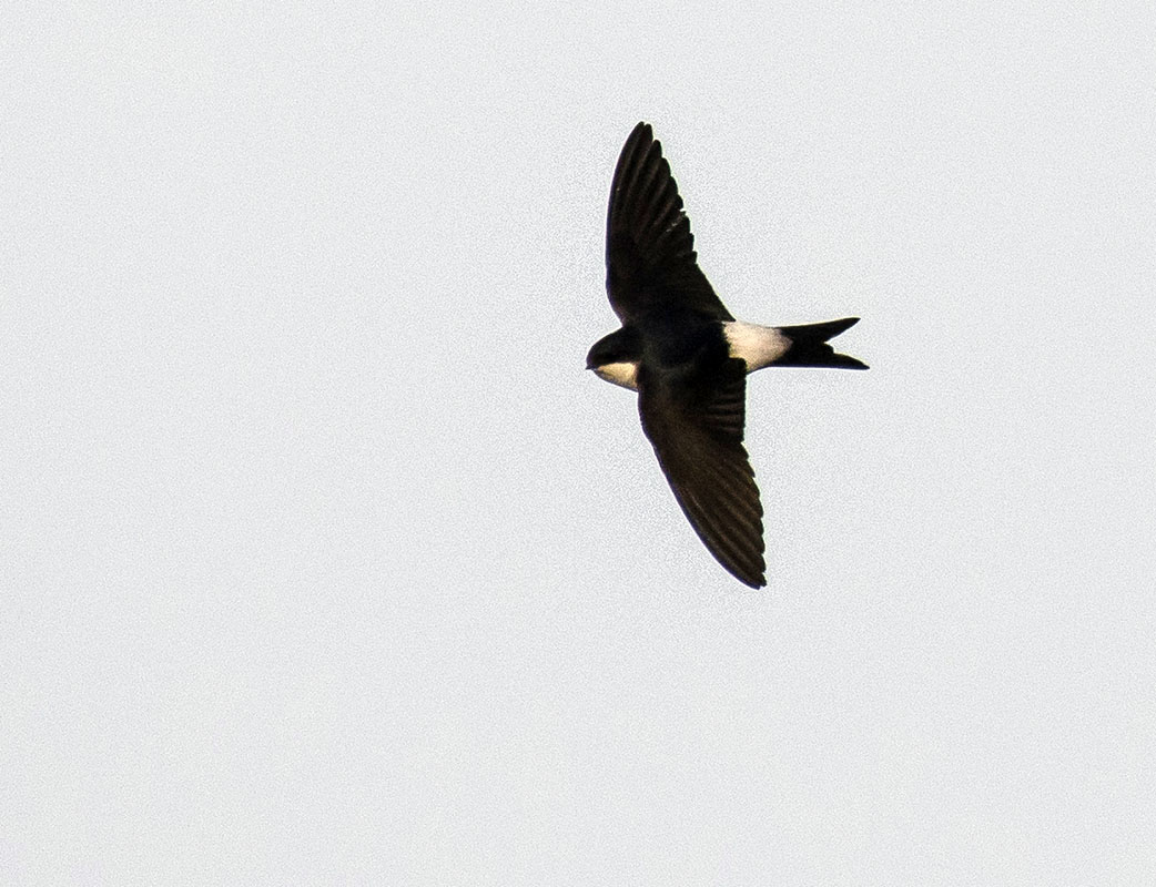 Common House Martin