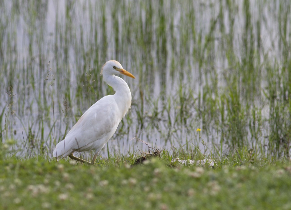 Western Cattle Egret