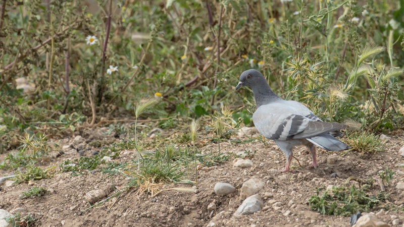 Rock Dove