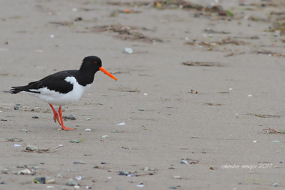 Eurasian Oystercatcher