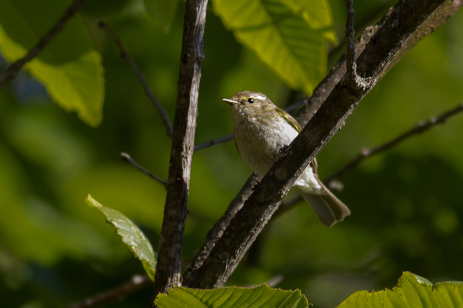 Mountain Chiffchaff
