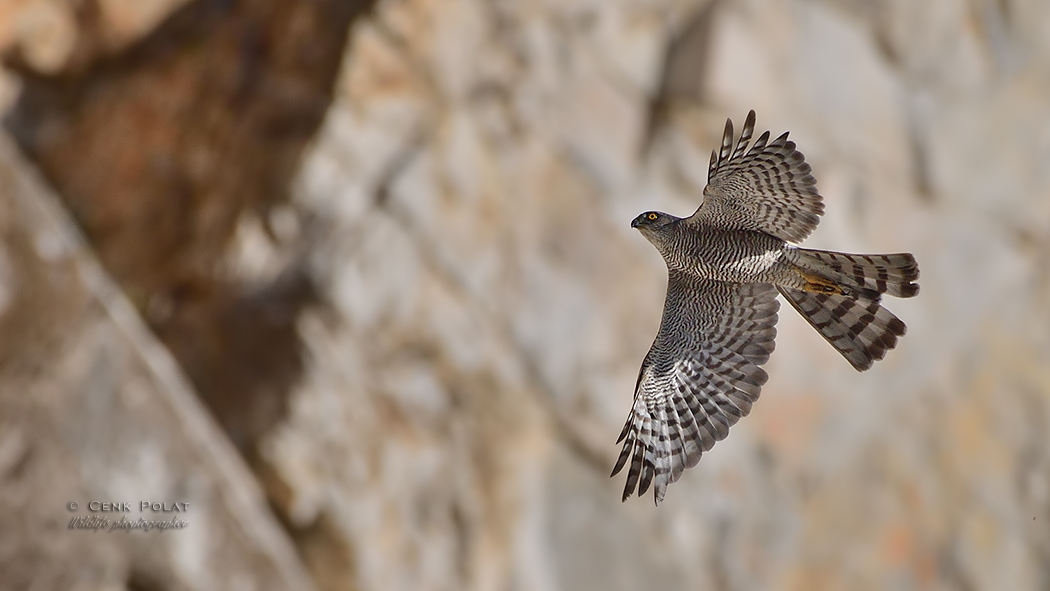 Eurasian Sparrowhawk
