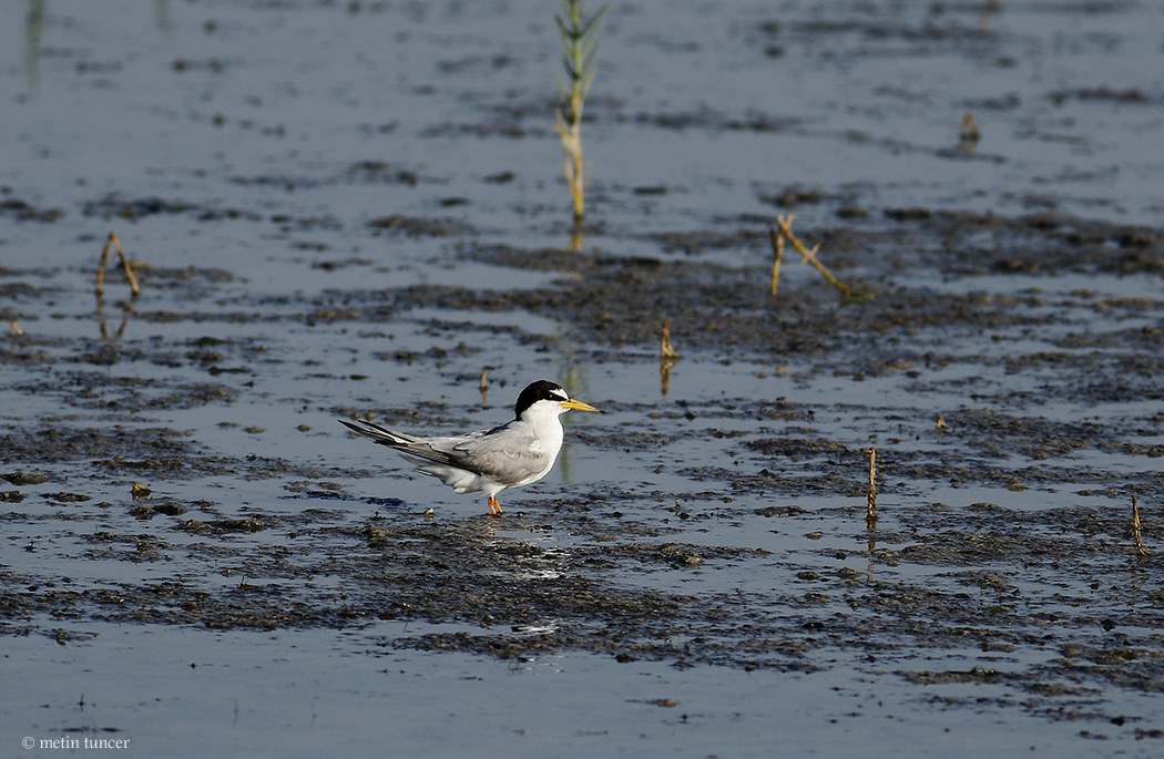 Little Tern