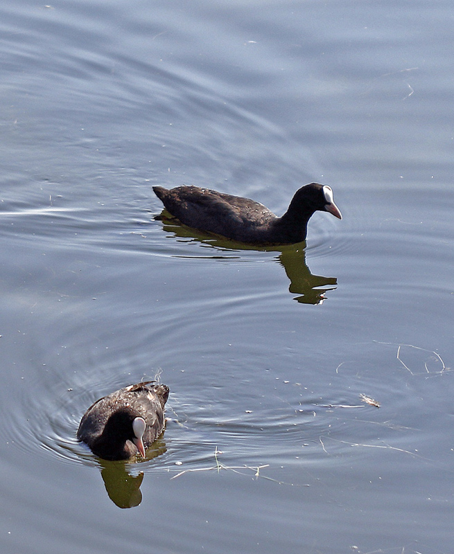 Eurasian Coot