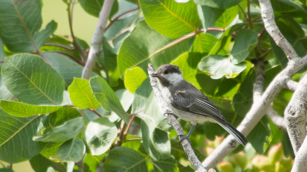 Sombre Tit