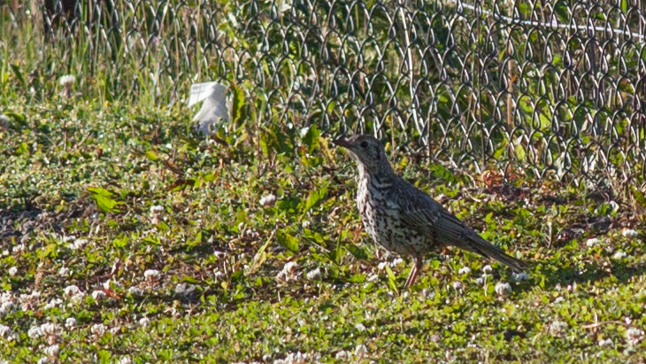 Mistle Thrush