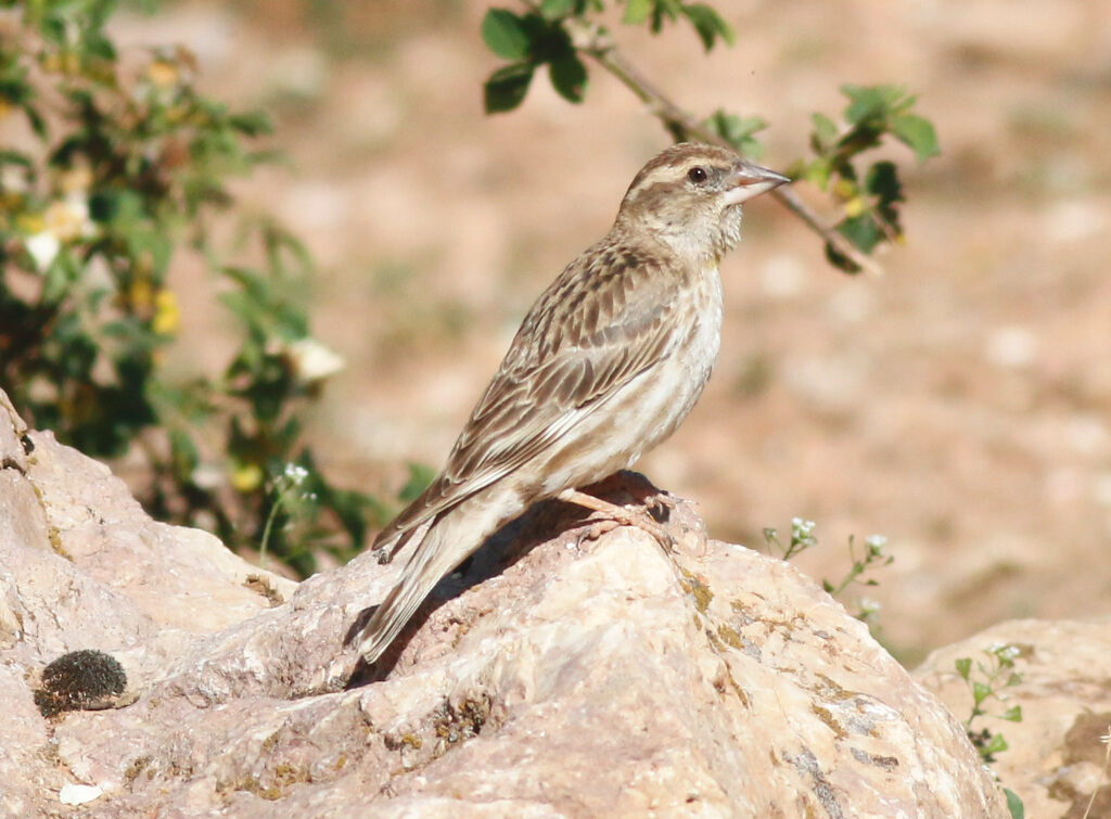 Rock Sparrow