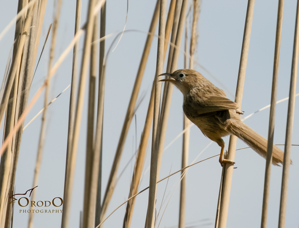 Iraq Babbler