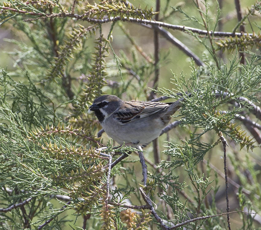 Dead Sea Sparrow