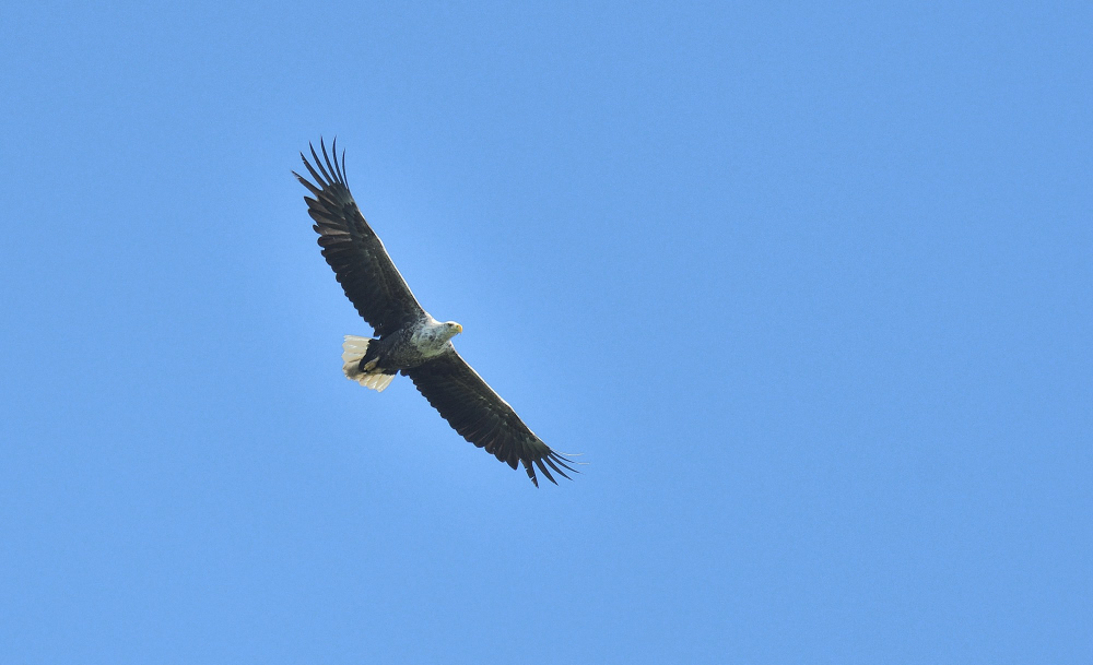 White-tailed Eagle