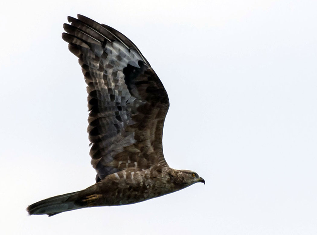 European Honey Buzzard