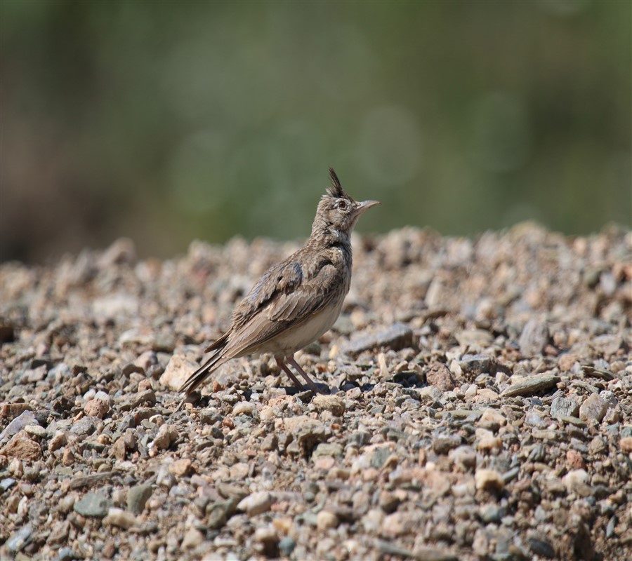 Crested Lark