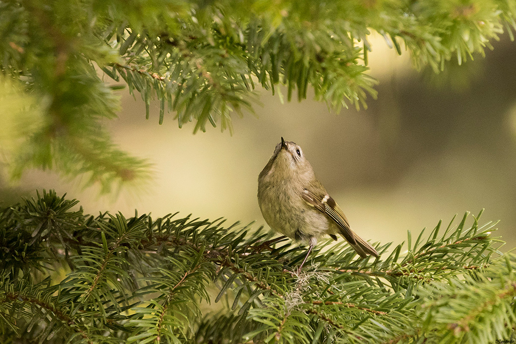 Goldcrest
