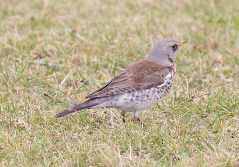 Fieldfare