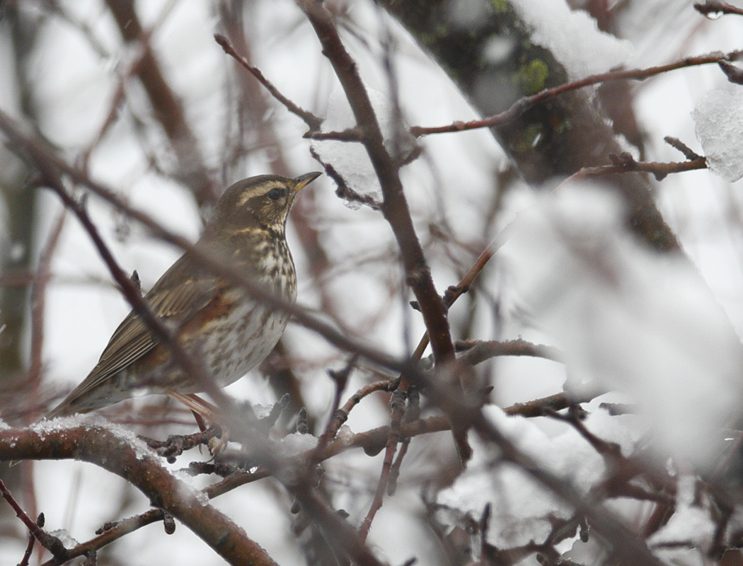 Redwing