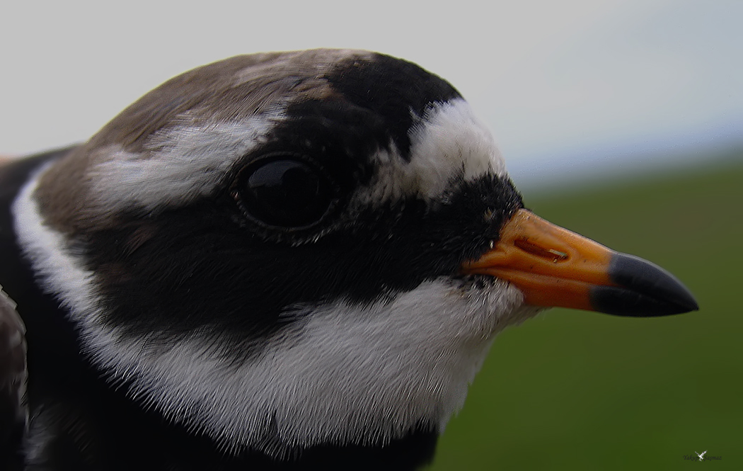 Common Ringed Plover
