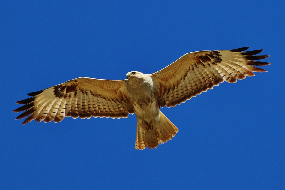 Long-legged Buzzard