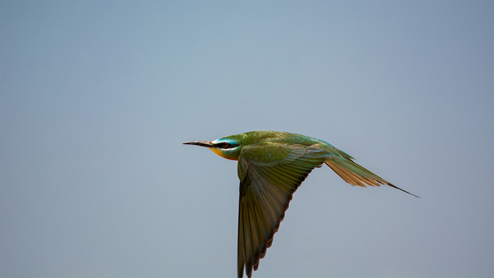 Blue-cheeked Bee-eater