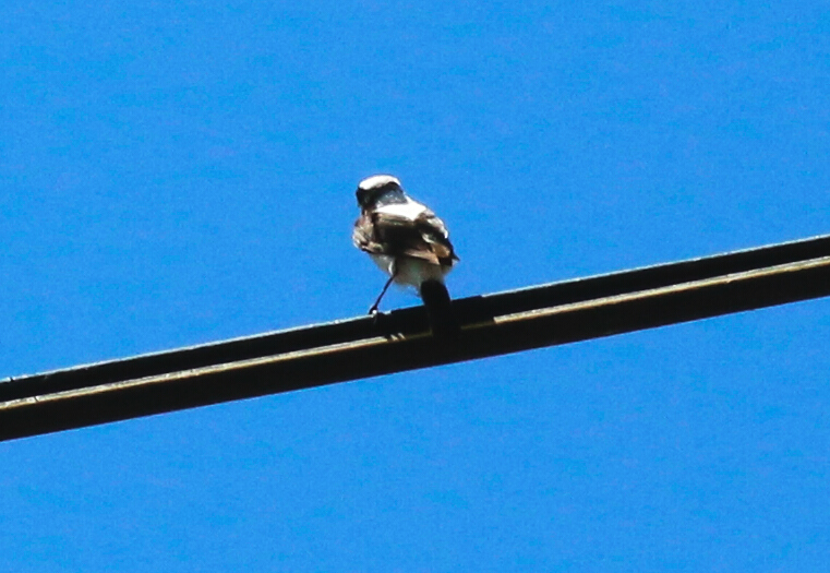 Finsch`s Wheatear