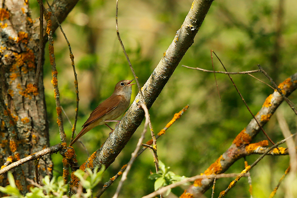 Common Nightingale